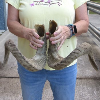 30" Matching Pair Ram Sheep Horns