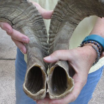 30" Matching Pair Ram Sheep Horns
