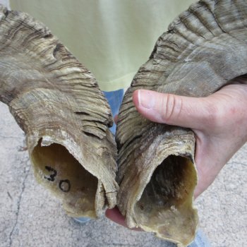 30" Matching Pair Ram Sheep Horns
