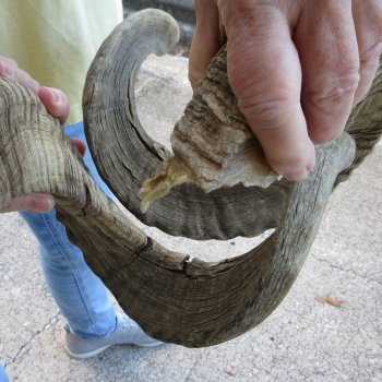 30" Matching Pair Ram Sheep Horns