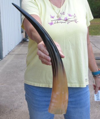 20" Polished Cow/Cattle Horn 