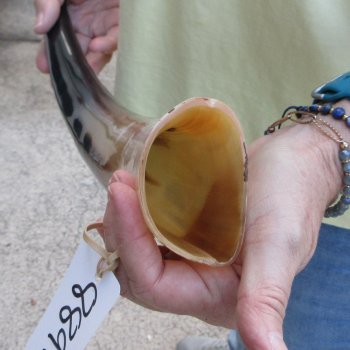 20" Polished Cow/Cattle Horn 