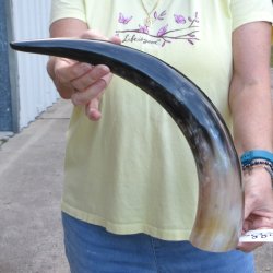 20" Polished C...