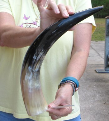 20" Polished Cow/Cattle Horn 