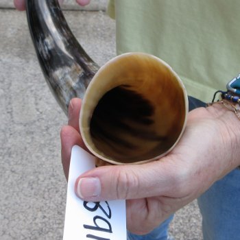 20" Polished Cow/Cattle Horn 