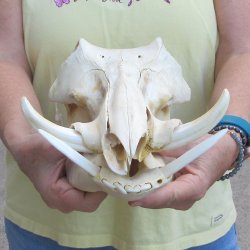 B-Grade 12" African Warthog Skull with 4" Ivory Tusks 