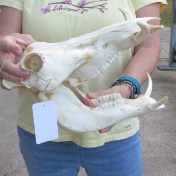 B-Grade 12" African Warthog Skull with 4" Ivory Tusks 
