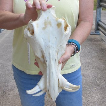 B-Grade 12" African Warthog Skull with 4" Ivory Tusks 