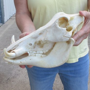 B-Grade 12" African Warthog Skull with 4" Ivory Tusks 