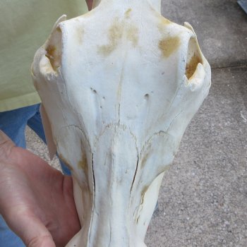 B-Grade 12" African Warthog Skull with 4" Ivory Tusks 