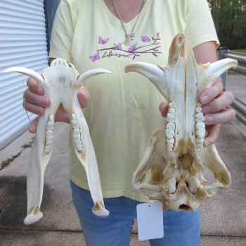 B-Grade 12" African Warthog Skull with 4" Ivory Tusks 