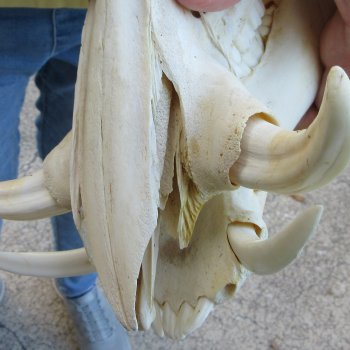 B-Grade 12" African Warthog Skull with 4" Ivory Tusks 