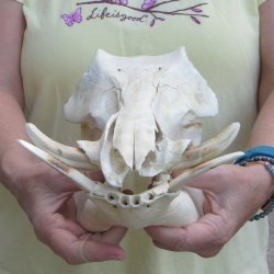 Craft Grade 11" African Warthog Skull with 3" Ivory Tusks 