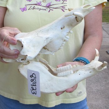 Craft Grade 11" African Warthog Skull with 3" Ivory Tusks 