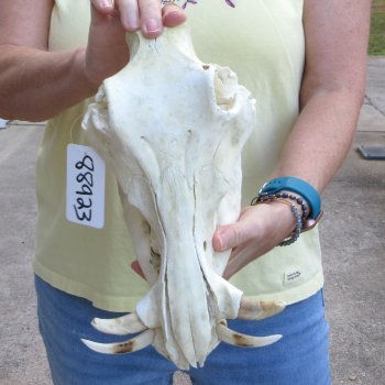 Craft Grade 11" African Warthog Skull with 3" Ivory Tusks 
