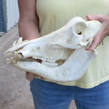 Craft Grade 11" African Warthog Skull with 3" Ivory Tusks 