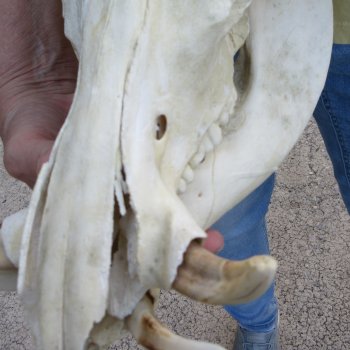 Craft Grade 11" African Warthog Skull with 3" Ivory Tusks 