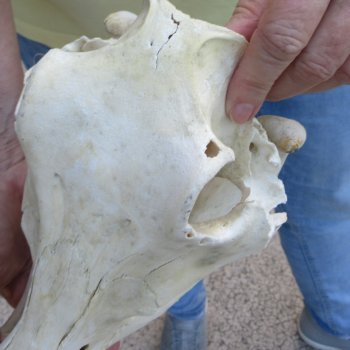 Craft Grade 11" African Warthog Skull with 3" Ivory Tusks 