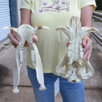 Craft Grade 11" African Warthog Skull with 3" Ivory Tusks 