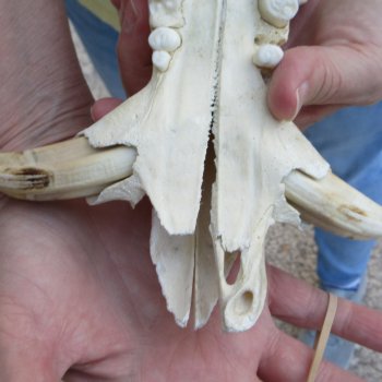 Craft Grade 11" African Warthog Skull with 3" Ivory Tusks 