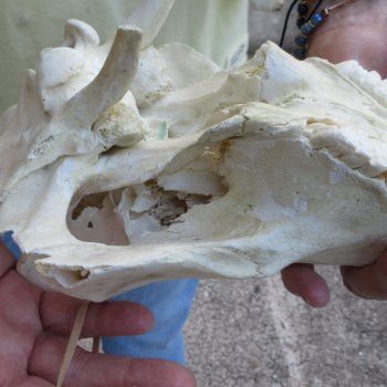 Craft Grade 11" African Warthog Skull with 3" Ivory Tusks 