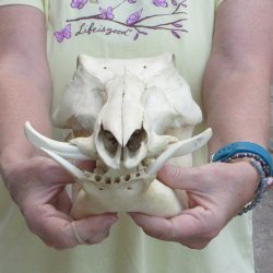 B-Grade 11" African Warthog Skull with 3" Ivory Tusks 