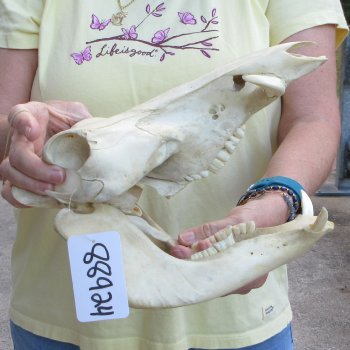 B-Grade 11" African Warthog Skull with 3" Ivory Tusks 