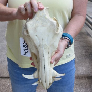 B-Grade 11" African Warthog Skull with 3" Ivory Tusks 