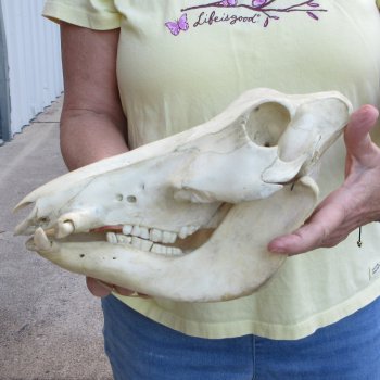 B-Grade 11" African Warthog Skull with 3" Ivory Tusks 