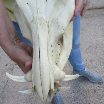 B-Grade 11" African Warthog Skull with 3" Ivory Tusks 