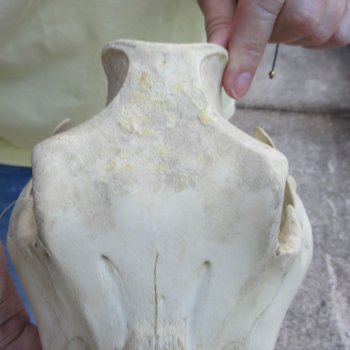 B-Grade 11" African Warthog Skull with 3" Ivory Tusks 