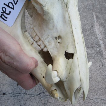 B-Grade 11" African Warthog Skull with 3" Ivory Tusks 