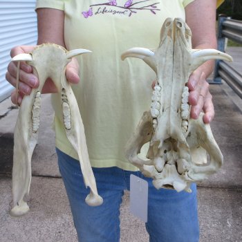 B-Grade 11" African Warthog Skull with 3" Ivory Tusks 