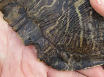 Two piece 7" to 8" Red Eared Slider Turtle Shells