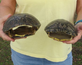 Two piece 7" to 8" Red Eared Slider Turtle Shells