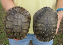Two piece 7" to 8" Red Eared Slider Turtle Shells