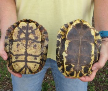 Two piece 7" to 8" Red Eared Slider Turtle Shells