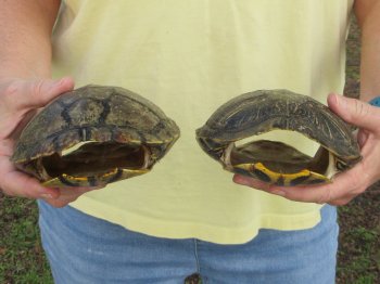 Two piece 7" to 8" Red Eared Slider Turtle Shells