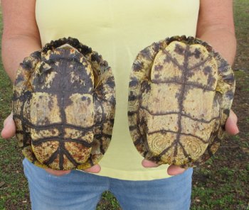 Two piece 7" to 8" Red Eared Slider Turtle Shells