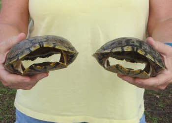 Two piece 7" to 8" Red Eared Slider Turtle Shells