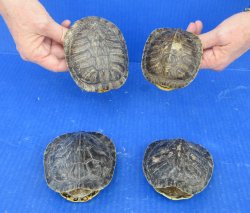 4 piece Red Eared S...