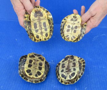 4 piece Red Eared Slider Turtle Shells - 4" to 4-7/8"