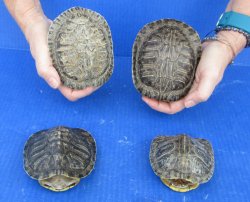 4 piece Red Eared S...