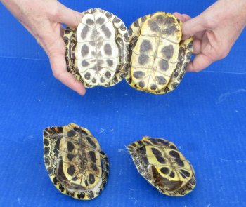 4 piece Red Eared Slider Turtle Shells - 4" to 4-7/8"