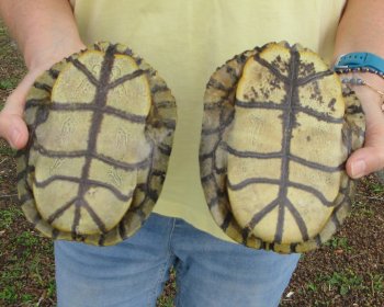Two piece 7" to 8" Red Eared Slider Turtle Shells