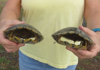 Two piece 7" to 8" Red Eared Slider Turtle Shells