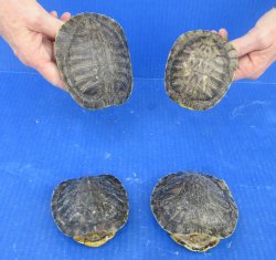 4 piece Red Eared Slider Turtle Shells - 4" to 4-7/8"