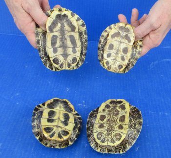 4 piece Red Eared Slider Turtle Shells - 4" to 4-7/8"