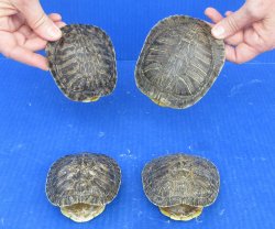 4 piece Red Eared S...