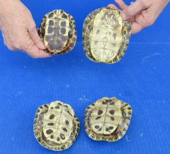 4 piece Red Eared Slider Turtle Shells - 4" to 4-7/8"